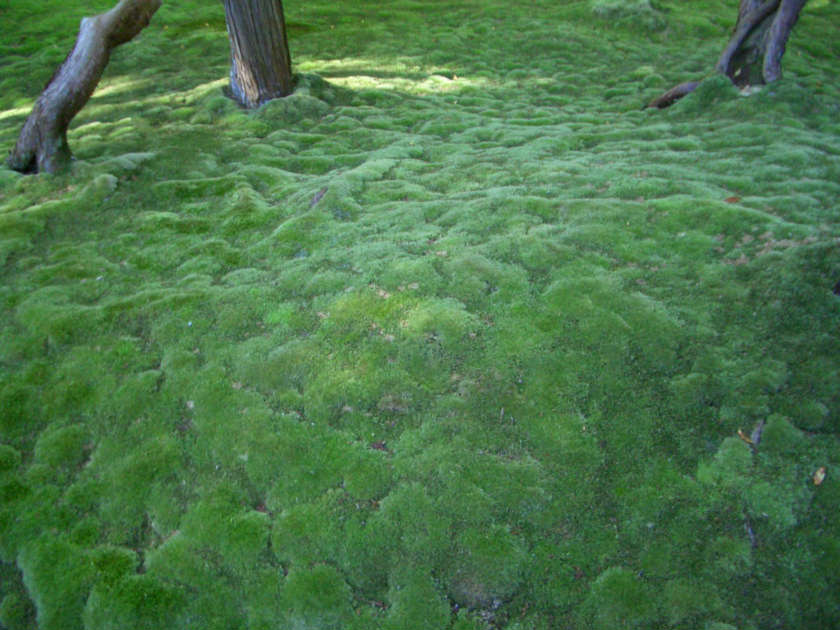 Moss Carpet - Moosteppich