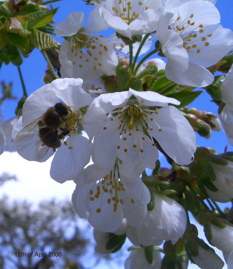Biene im Kirschbaum - Bee in Cherry Tree