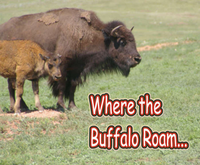 where the bufalo roam
