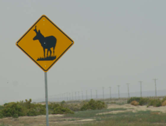 Pronghorn Antelope Street Sign