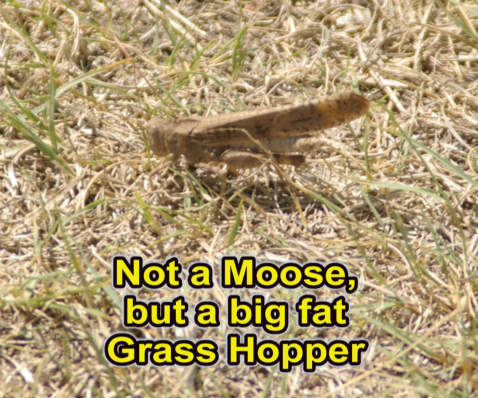 grass hopper