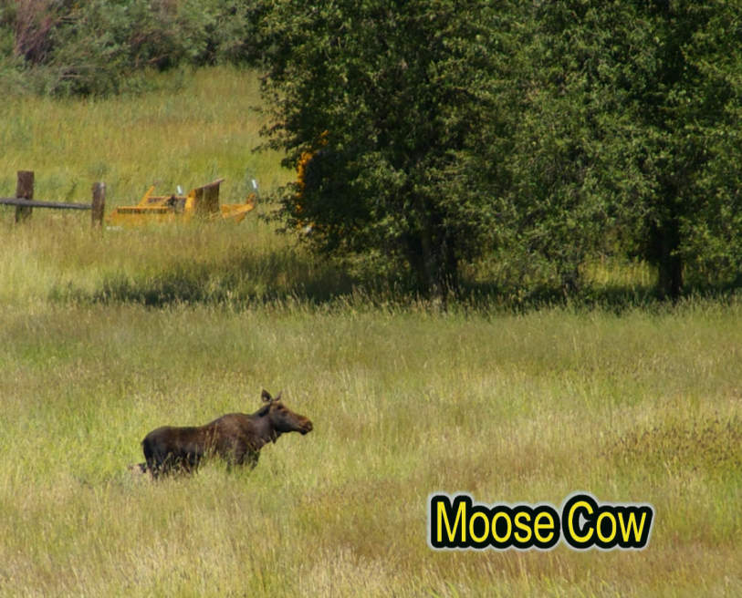 Elchkuh - Moose Cow