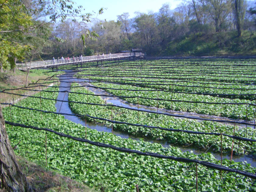 Wasabi grows in flowing water