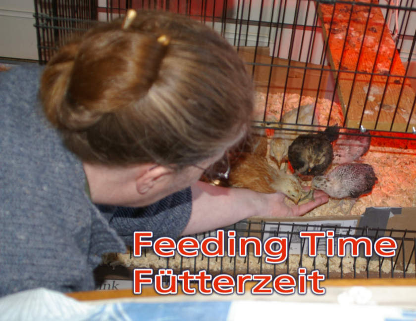 Feeding Time