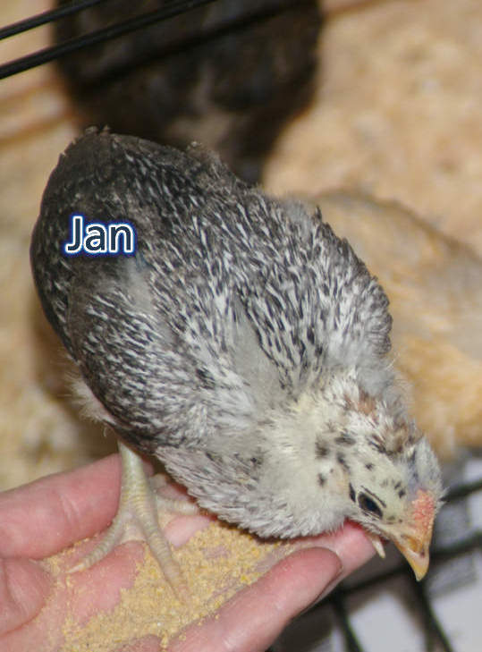 Our Rooster Jan - Jan der Hahn