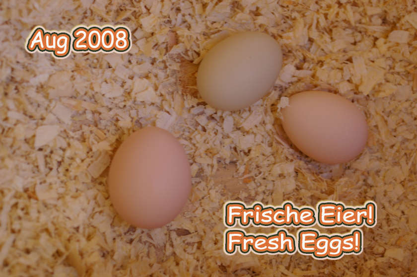 Fresh Eggs !!